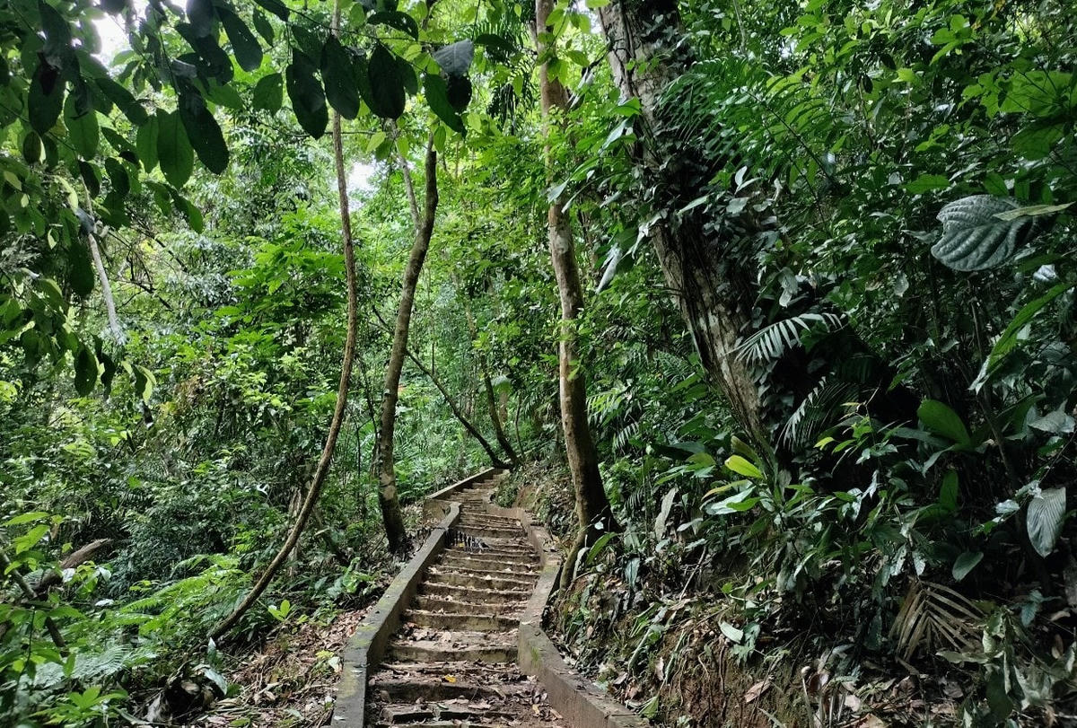 Một con đường đi bên trong khu rừng bác Năm Công.