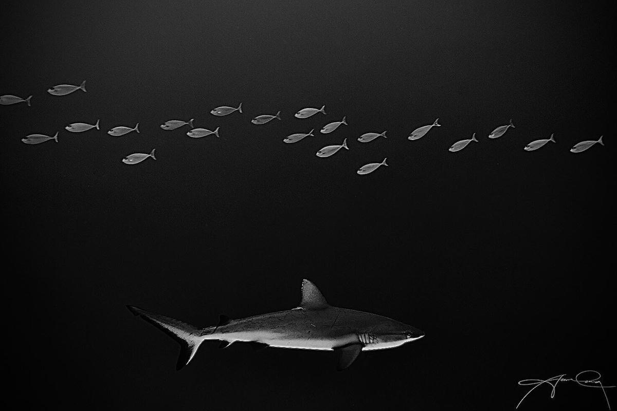Hình ảnh trắng đen cho thấy đàn cá và một chú cá mập tại đảo san hô Rangiroa thuộc nước Pháp. Ảnh: Aaron Wong. 
