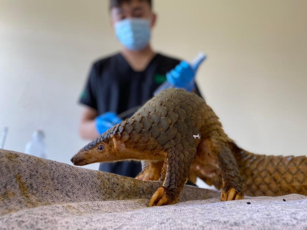 Một cá thể tê tê hồi sức sau khi được chăm sóc.