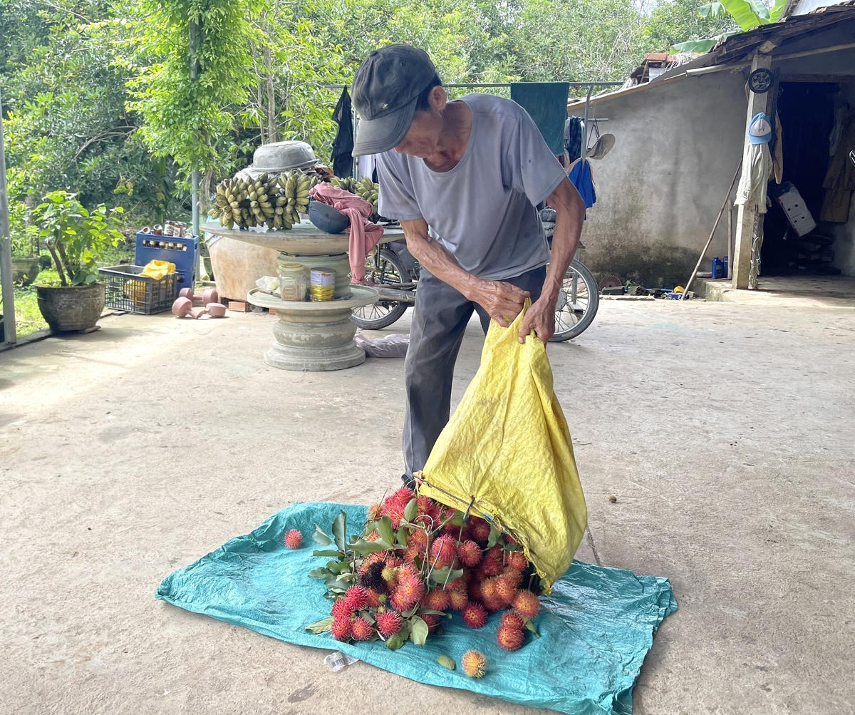 Người dân lựa chọn quả chôm chôm đẹp bán cho thương lái.