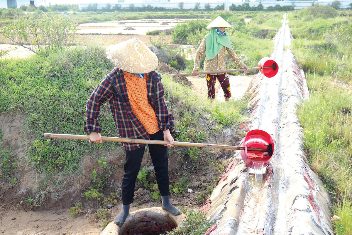 Khi mực nước trong chum gần đầy, diêm dân múc đổ vào một cái rãnh nhỏ bằng bê tông để nước chảy về một cái chum khác ở gần sân phơi muối.  