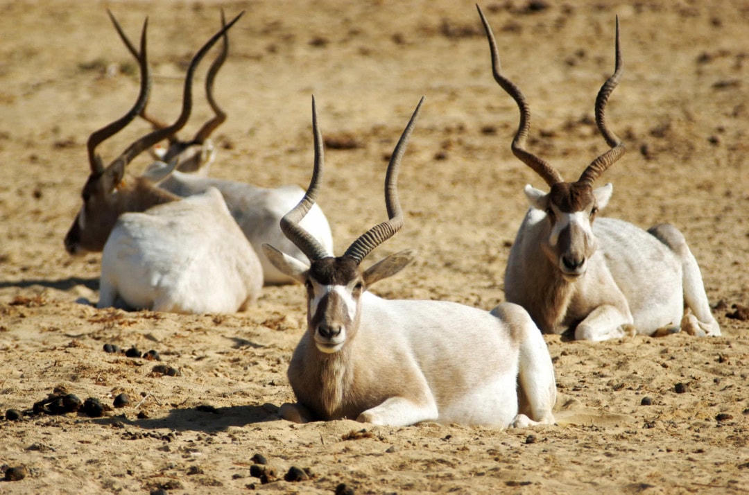 [Ảnh] Những chiếc sừng và gạc ấn tượng trong vương quốc động vật