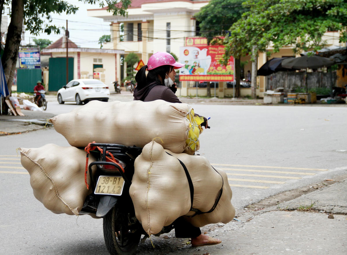 Cuối tháng 8 đang là chính vụ bưởi, thời gian này nhiều thương lái đặt vấn đề với người dân để mua luôn cả vườn bưởi hàng trăm gốc. Họ sau đó thuê người hái quả đem bỏ vào bì tải, dùng xe đẩy chở đi nhập cho đối tác.