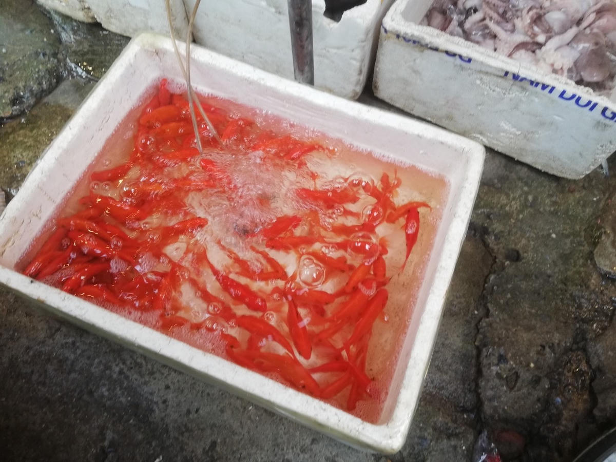 Đi chợ sớm chuẩn bị lễ ông Công ông Táo ngày 23 tháng Chạp