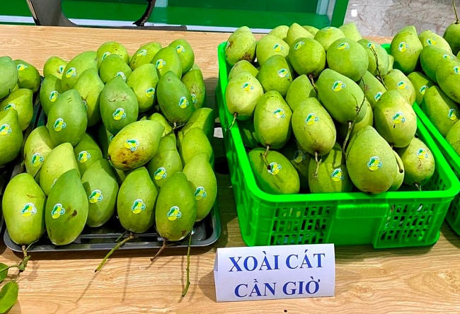 Xoài cát Cần Giờ được xây dựng thành sản phẩm OCOP của địa phương.