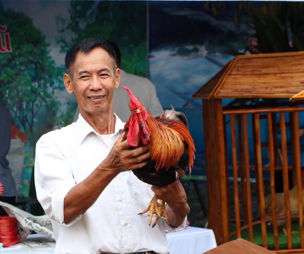 Những chú gà mang đi dự thi được các đội thi lên kế hoạch lựa chọn, sàng lọc từ rất nhiều đàn gà khác nhau. Khâu chăm sóc cũng cần chú trọng hơn để đảm bảo gà đẹp, đạt đủ các tiêu chí mà ban tổ chức đưa ra.