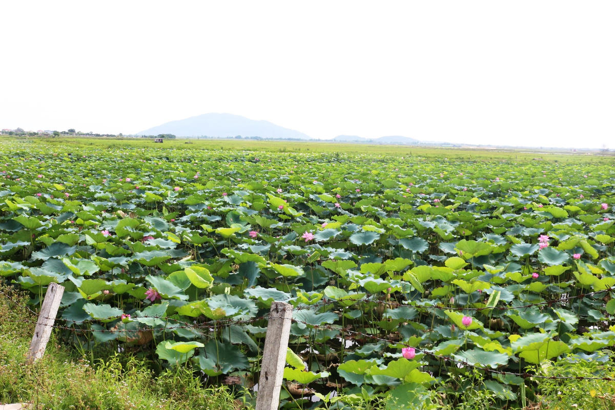 Hàng loạt ao hồ để hoang ở TP Hà Tĩnh đã "biến" thành những ao sen có giá trị kinh tế, du lịch.