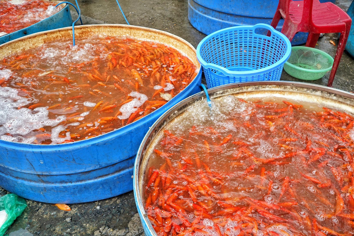 Sau khi cúng xong sẽ đem phóng sinh ở sông, ao, hồ...