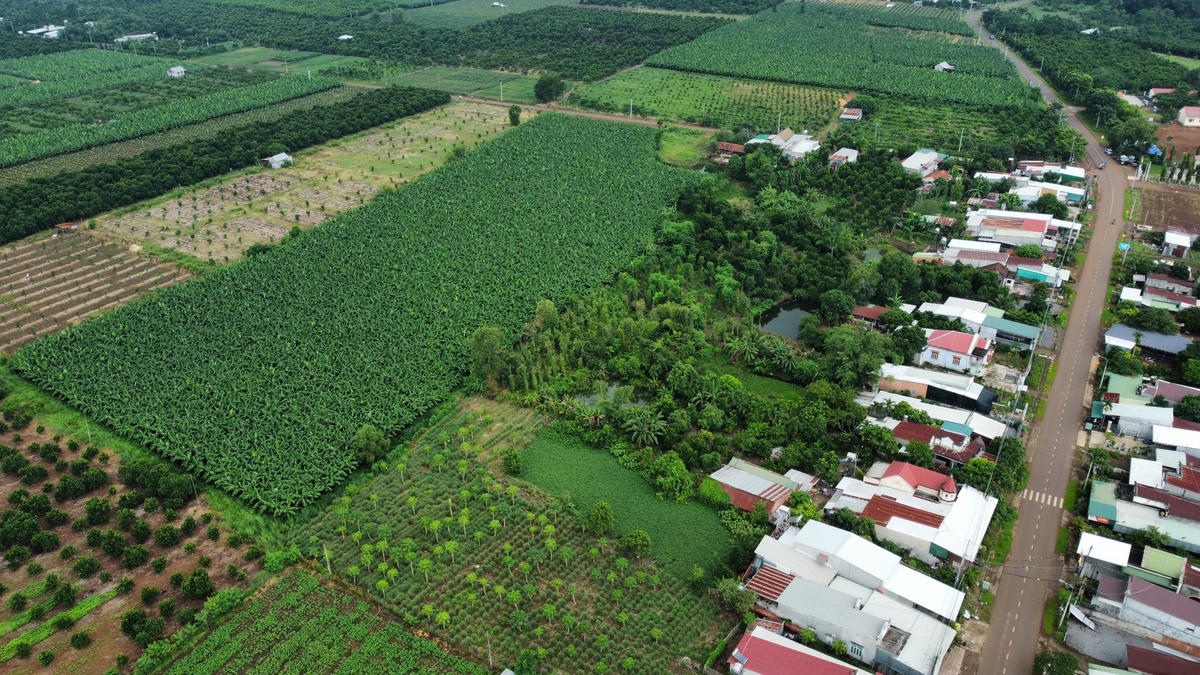 Những vườn chuối là nguồn thu nhập chính của người dân ấp 6, được trồng trên đất nông trường Thọ Vực. Ảnh: Mạnh Thìn.