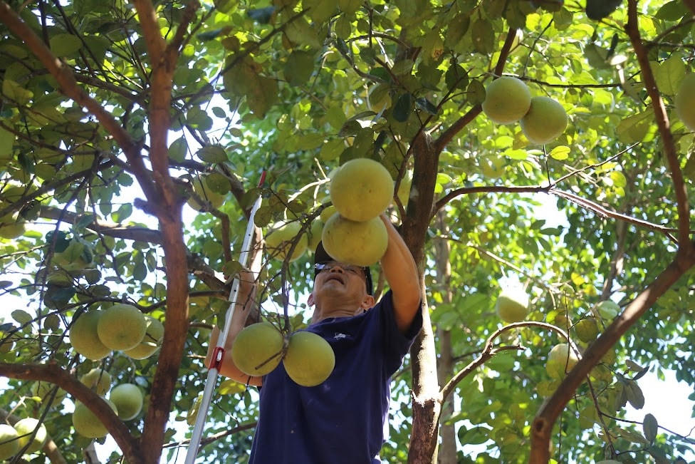 Cùng với nhiều sản vật khác, thanh trà từng là đặc sản được cung tiến lên Vua. Năm 2008, thanh trà được nhà nước công nhận thương hiệu; được xác lập Kỷ lục Quốc gia và được công nhận vào top 50 đặc sản trái cây nổi tiếng Việt Nam theo bộ tiêu chí công bố giá trị đặc sản Việt Nam vào năm 2012.