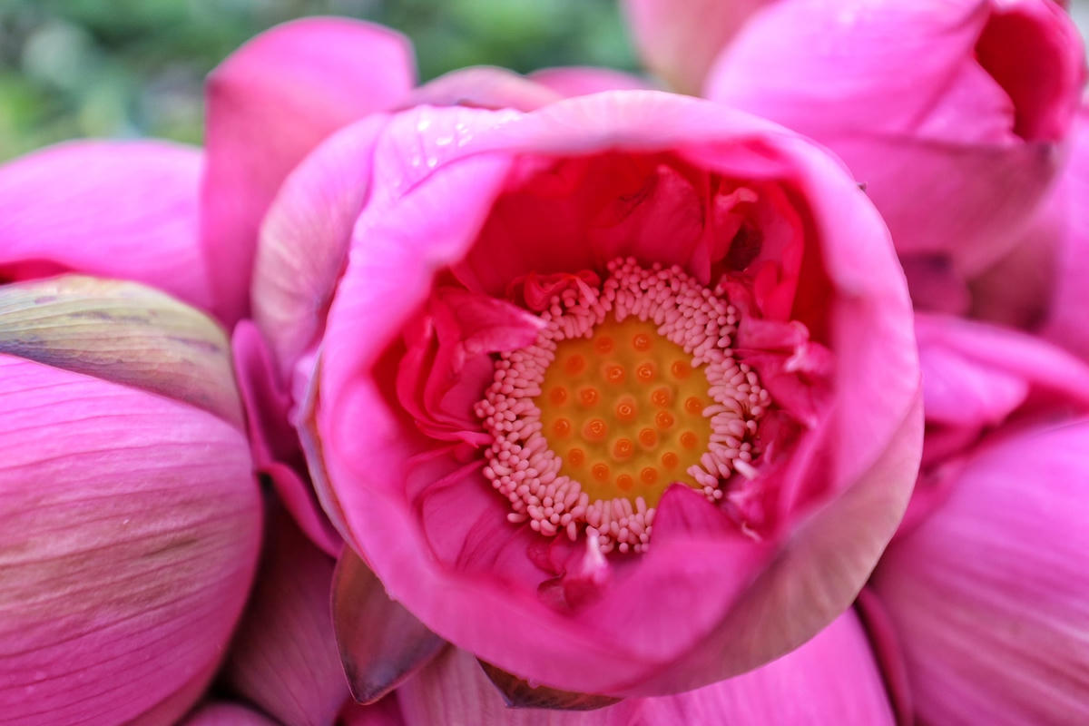 Sen Tây Hồ thường có nhiều cánh nhỏ xếp dày trong bông sen. Một phần vì thổ nhưỡng, nên sen Hồ Tây có hương thơm đượm rất đặc biệt, phù hợp để ướp trà. Vì vậy, trà sen Tây Hồ luôn thu hút được nhiều khách hàng.