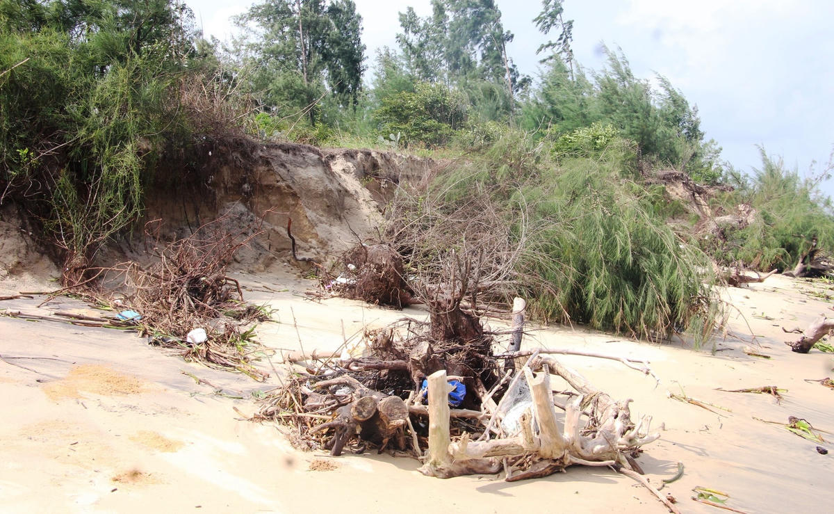 Sóng biển đánh ngã đổ cây cối xuống biển.