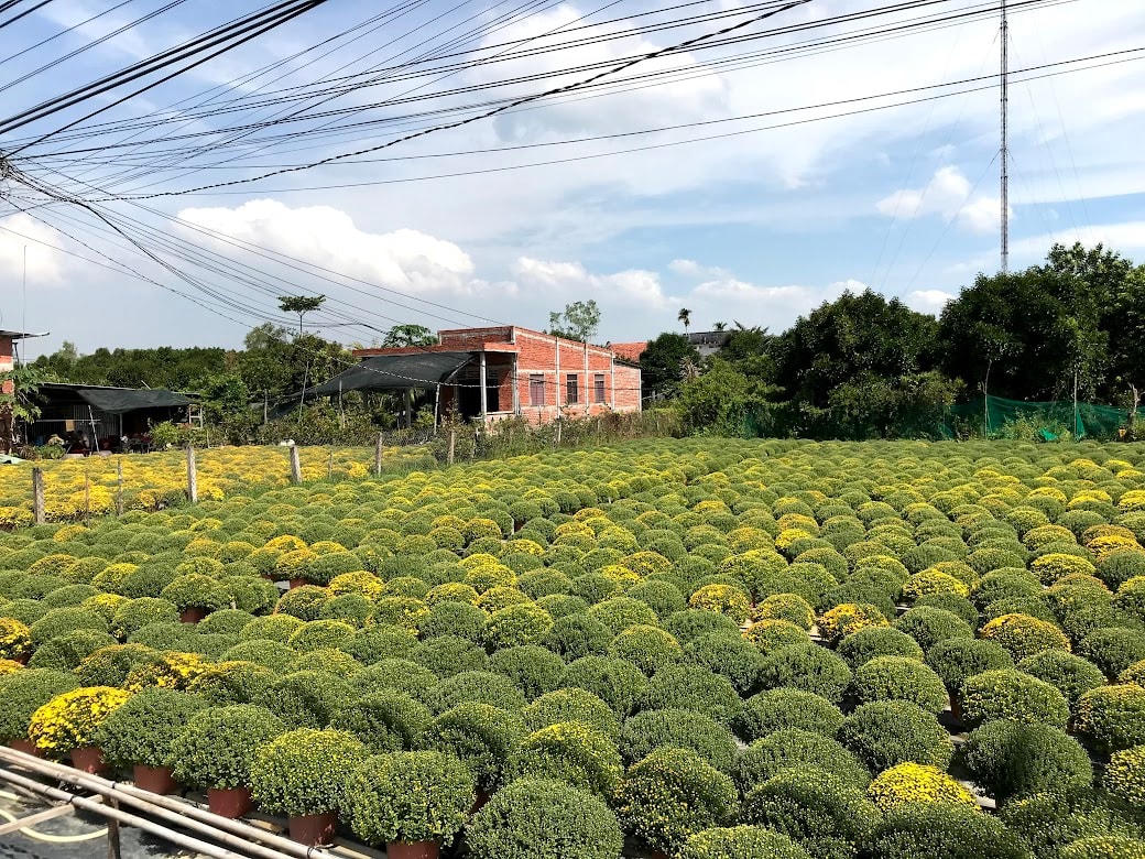 Cúc mâm xôi, một trong những loại hoa có thời gian sinh trưởng lâu nhất. Từ khi gieo trồng tới lúc bán thường mất 5-6 tháng trời. Tuy nhiên, cúc mâm xôi cũng rất lâu tàn, có thể chưng tới tháng 3 năm sau.