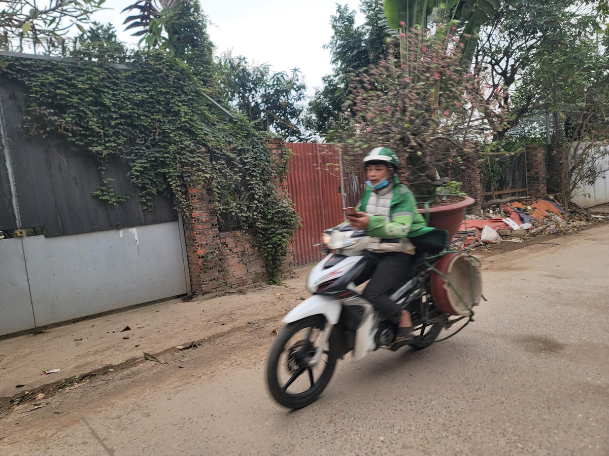 [ẢNH] Làng Nhật Tân 'đón' đào trở về