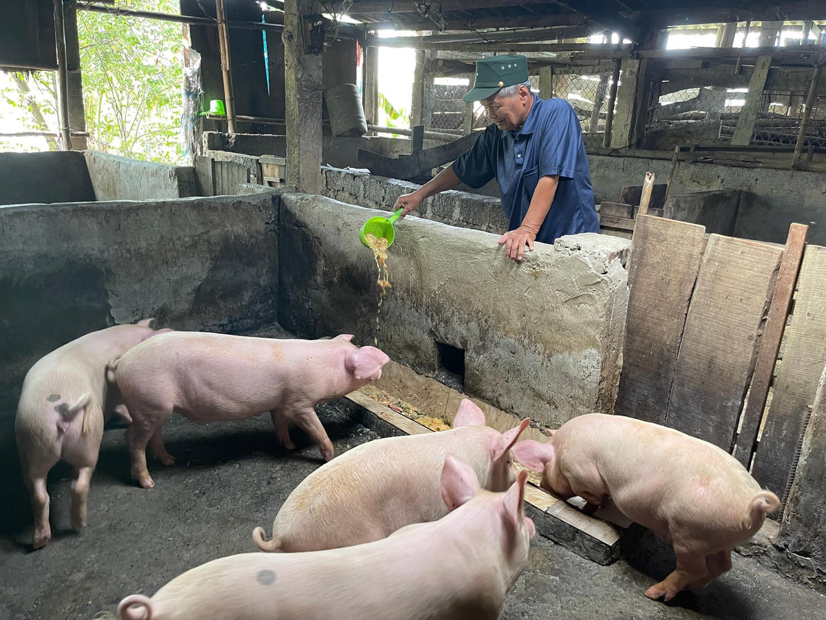 Thương binh Đặng Văn Diên chăm sóc đàn lợn của gia đình.