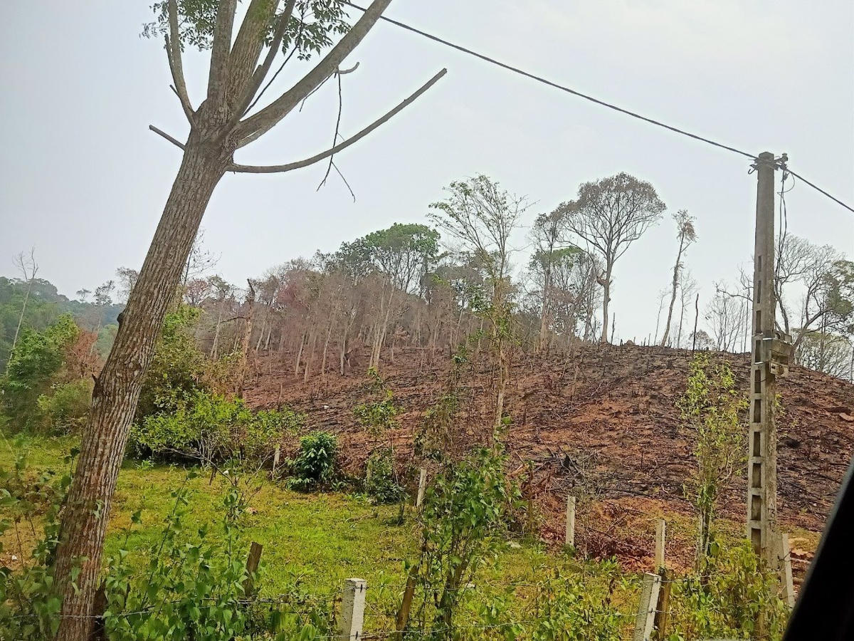 Đốt thực bì, ông S. và bà P. gây cháy hơn 7.600m2 rừng. Ảnh: KLHK.