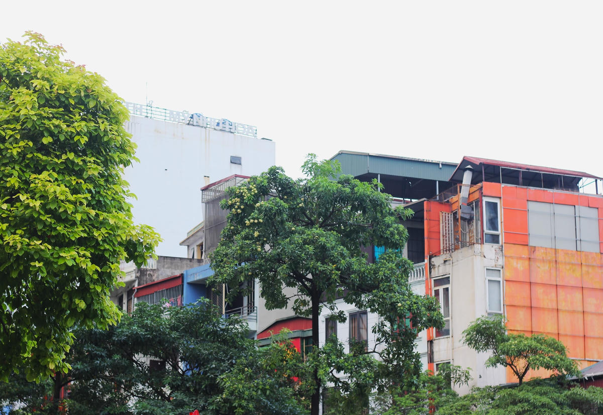 Những cây hoa sữa cao lớn cạnh khu dân cư, hương thơm cứ thế len lỏi trong từng cơn gió se lạnh rồi bao trùm khắp không gian đất trời. Nhiều người dân sinh sống trên những con phố này, có người bày tỏ sự yêu mến nhưng cũng có người than vãn về hương hoa nồng này.