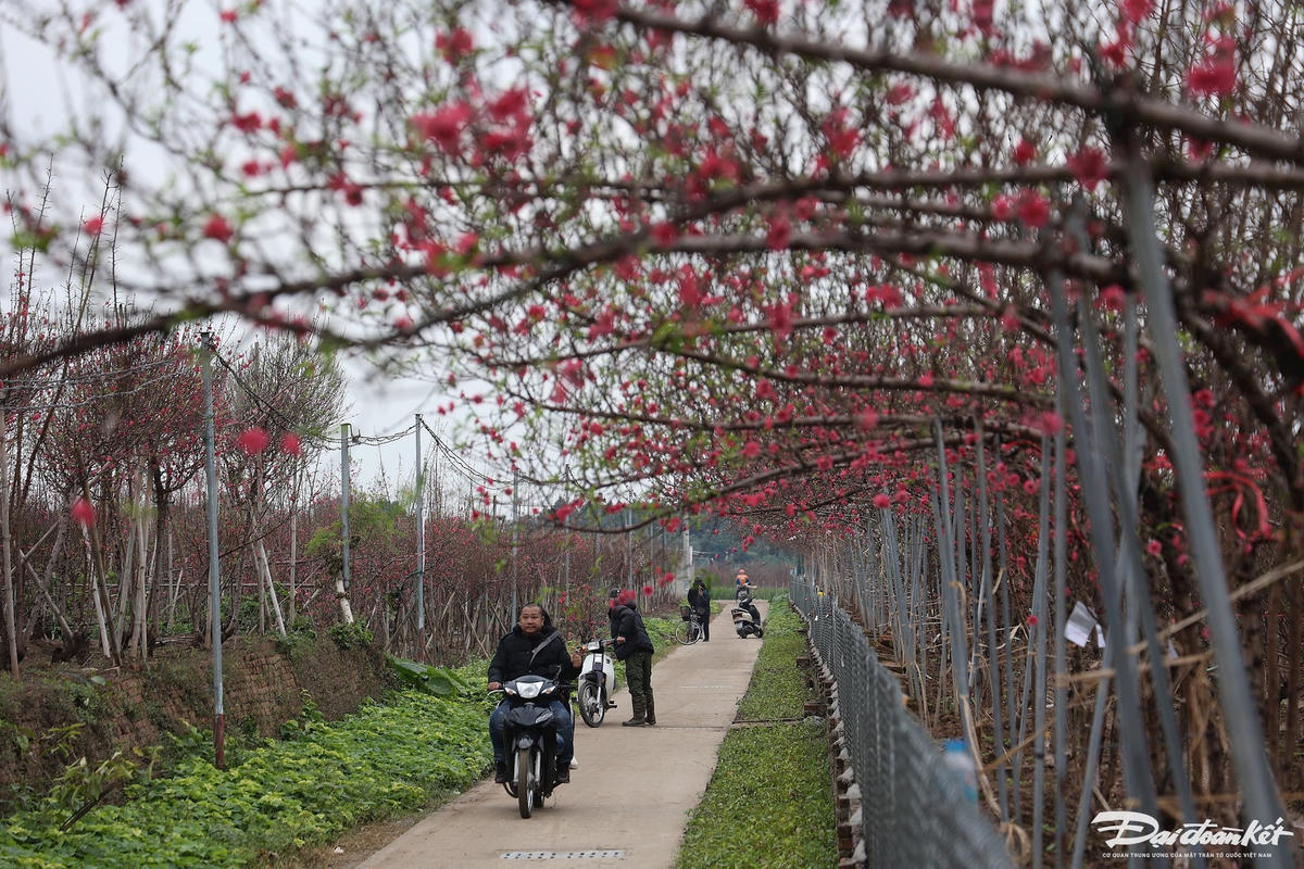 W_dao_nhat_tan-le-khanh15.jpg