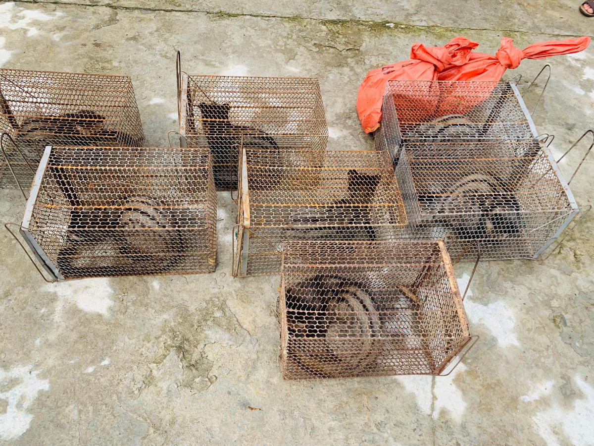 Lực lượng chức năng phát hiện 9 cá thể cầy vòi hương tại một hộ dân.