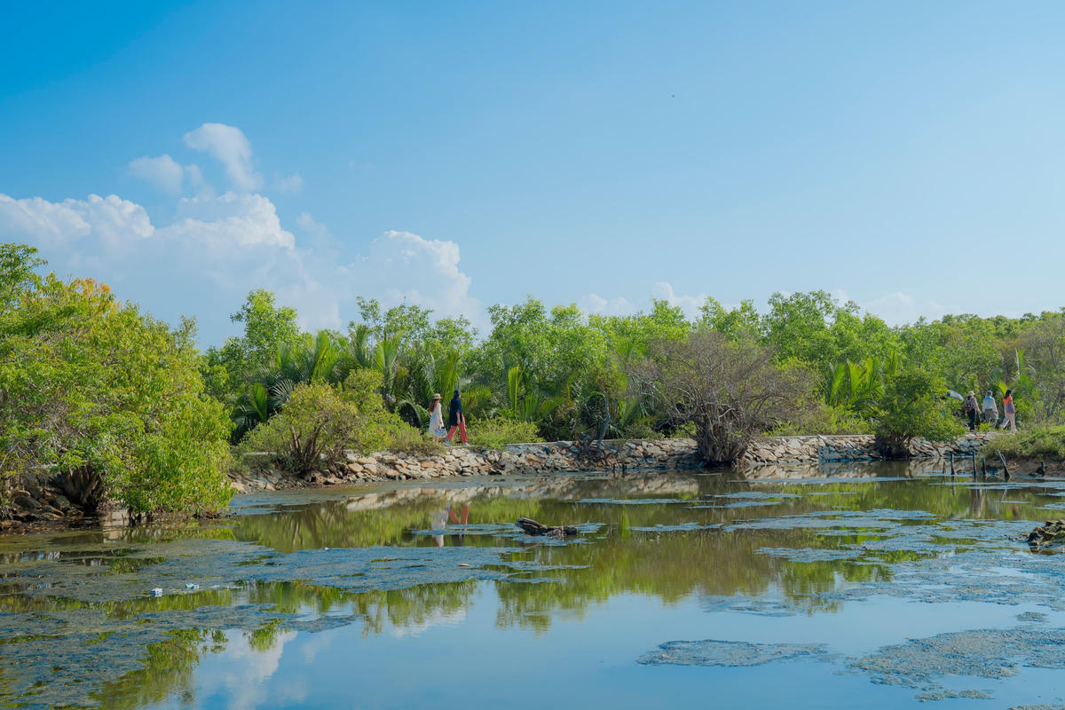 Đây là khu rừng ngập mặn nguyên sinh quý hiếm, nằm trong hệ thống đầm phá Tam Giang - đầm nước lợ lớn nhất khu vực Đông Nam Á.