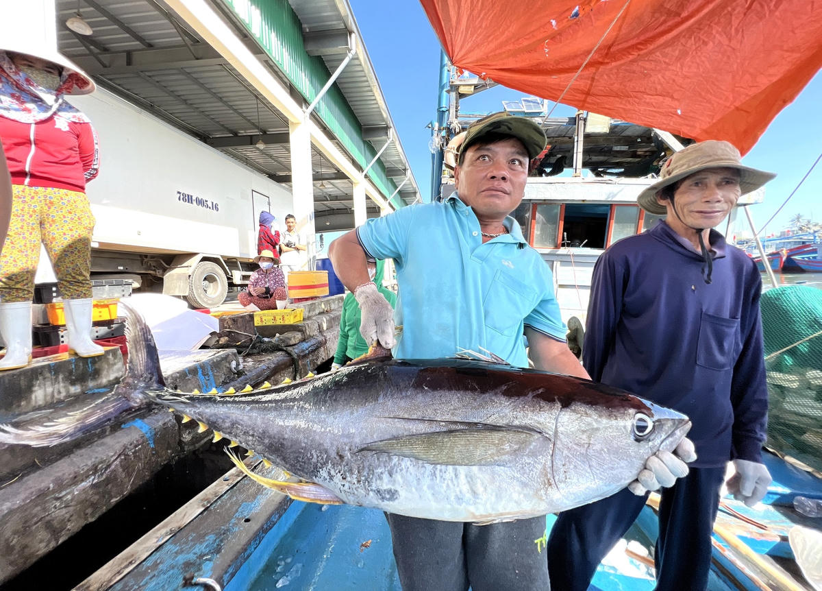 Những con cá ngừ đại dương nặng hơn 20kg/con.