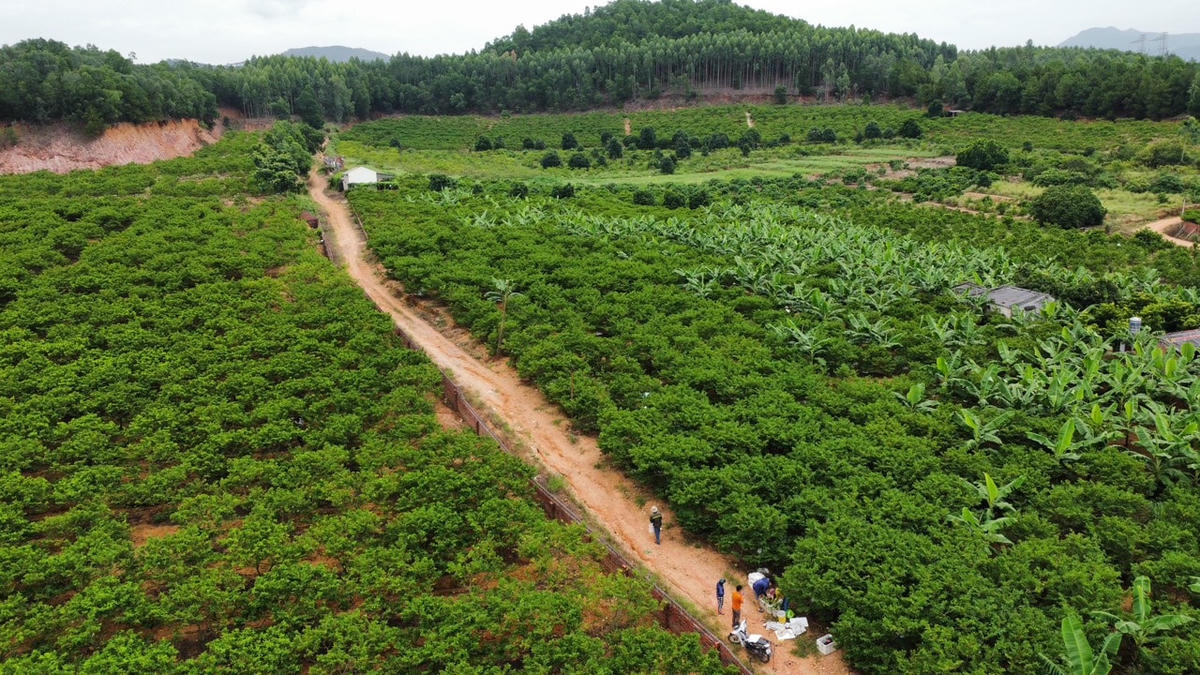 Hiện toàn thị xã có 14/21 xã, phường trồng na với tổng diện tích trên 900ha, trong đó An Sinh, Việt Dân là 2 xã trồng na tập trung với diện tích 400ha và trên 200ha.