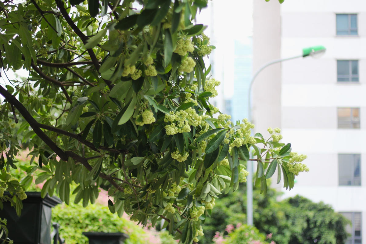 Anh Nguyễn Hải Nam (35 tuổi) ở phố Đào Tấn, Hà Nội cho biết: “Mình sinh ra và lớn lên ở Hà Nội. Hoa sữa đối với người dân Thủ đô là một phần không thể thiếu khi vào thu. Hương hoa sữa thoang thoảng vào buổi sớm mai, nồng nàn khi màn đêm buông xuống khiến ai ai cũng thổn thức”.