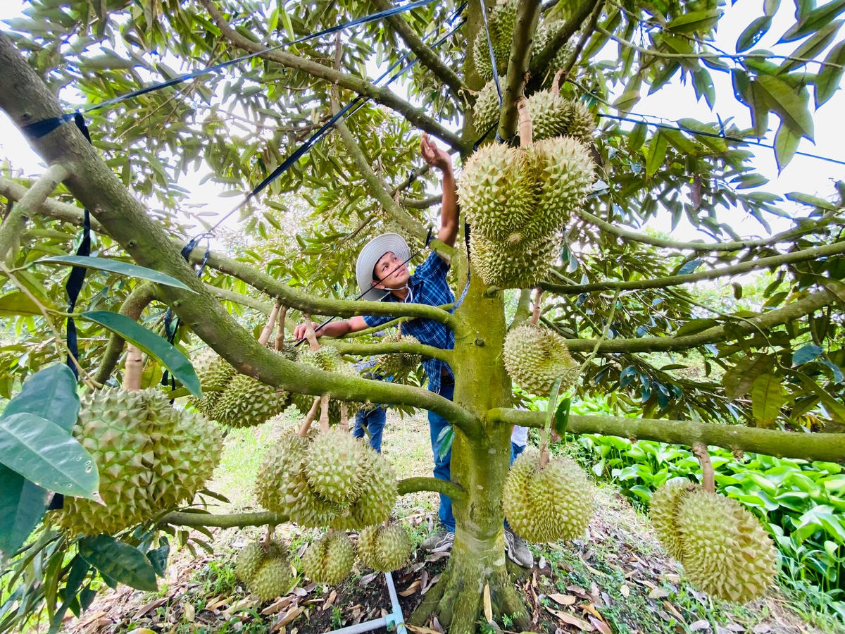 Thu hoạch sầu riêng.
