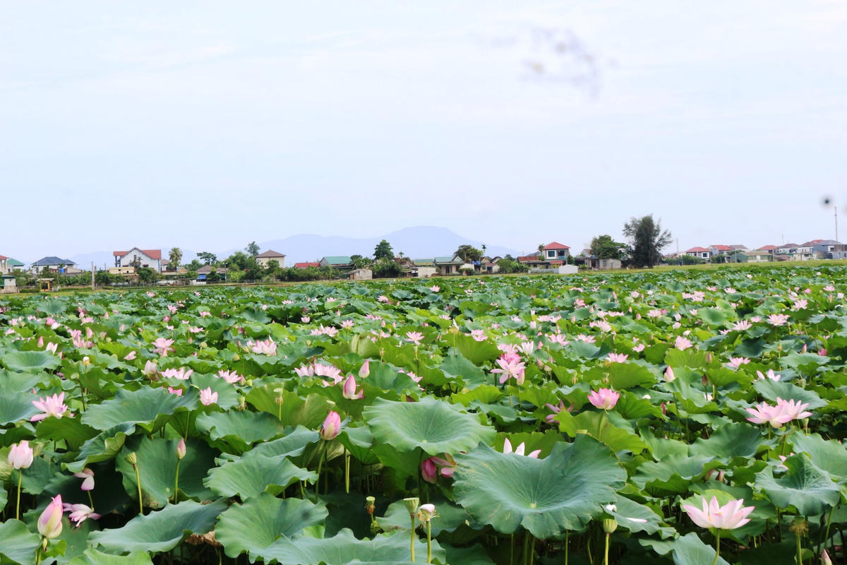 Từ một đầm lầy để hoang, người dân xã Thạch Hưng (TP Hà Tĩnh) đã triển khai mô hình "Trồng sen theo chuỗi giá trị gắn với du lịch sinh thái".  