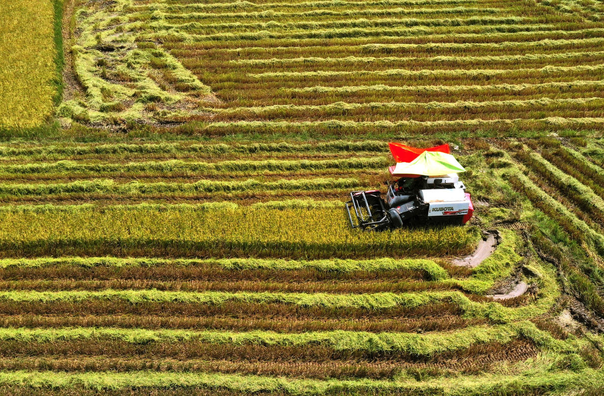 Nông dân Quảng Bình sử dụng máy gặt đập liên hoàn để thu hoạch vụ lúa hè thu.