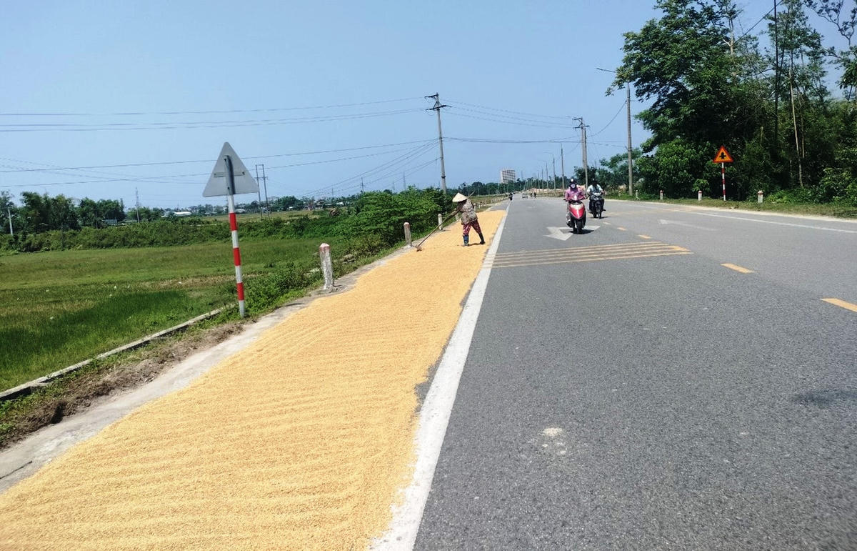 Người dân (đoạn qua TP Tam Kỳ) phơi lúa trên đường.