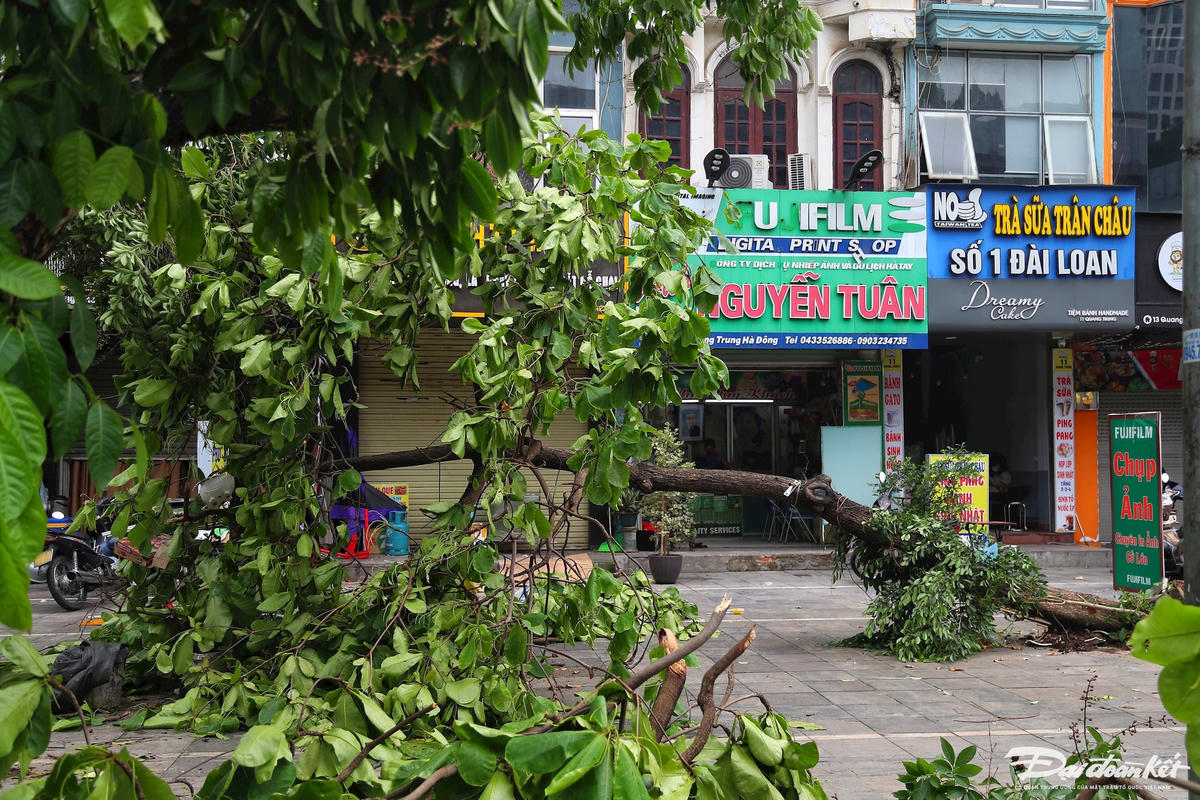cay_do-le-khanh17.jpg