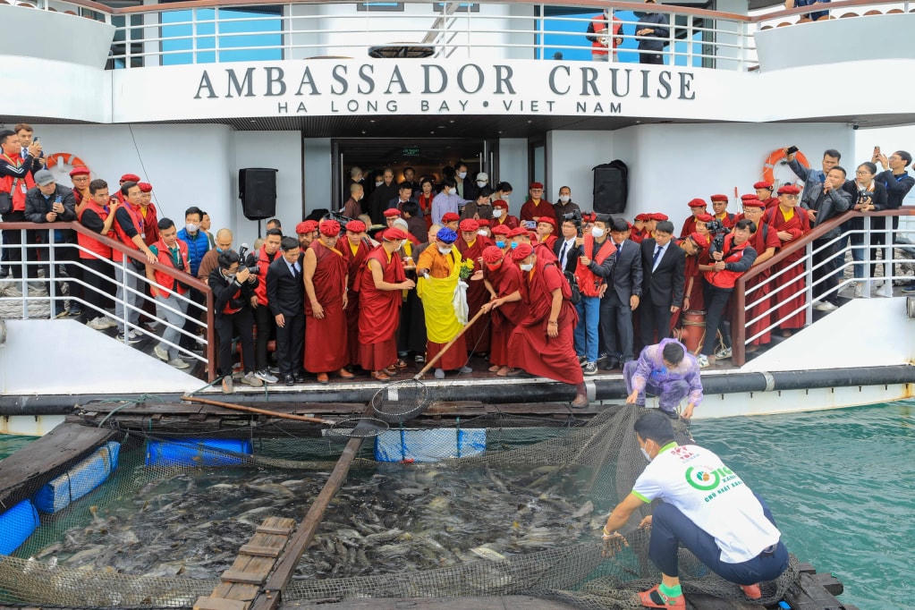 Hơn 10 tấn cá đã được Pháp Vương Gyalwang Drukpa cùng các tăng ni, Phật tử thả phóng sinh xuống vịnh Hạ Long. Ảnh: QMG.