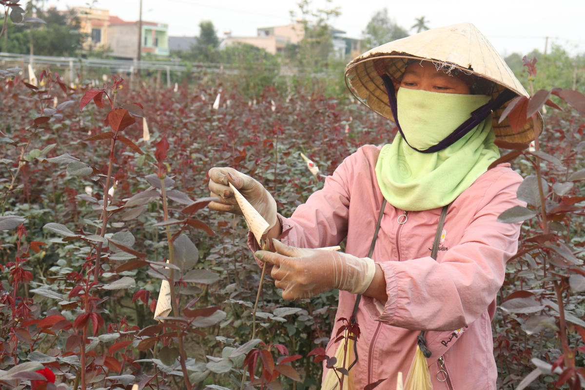 Ở đây, nông dân thường trồng các loại hoa cúc, hoa hồng, hoa đồng tiền, hoa lay ơn… phục vụ cho ngày Tết.