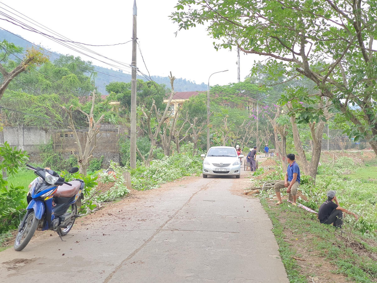 Ghi nhận của PV Báo Đại Đoàn Kết chiều 26/4, hàng cây bằng lăng thuộc tuyến đường này đang được cắt cành, tỉa ngọn, đào gốc để di chuyển sang nơi khác.