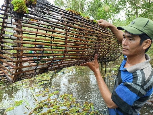 Những con cá lóc to bự vùng vẫy trong chiếc lọp...
