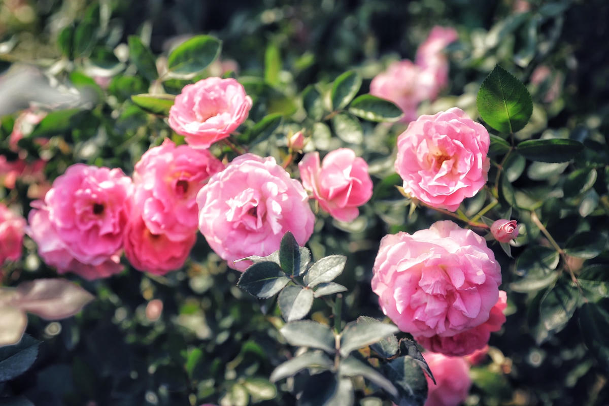 Hà Nội: Ngắm hơn 10.000 cây hoa hồng ngoại đua nhau khoe sắc rực rỡ