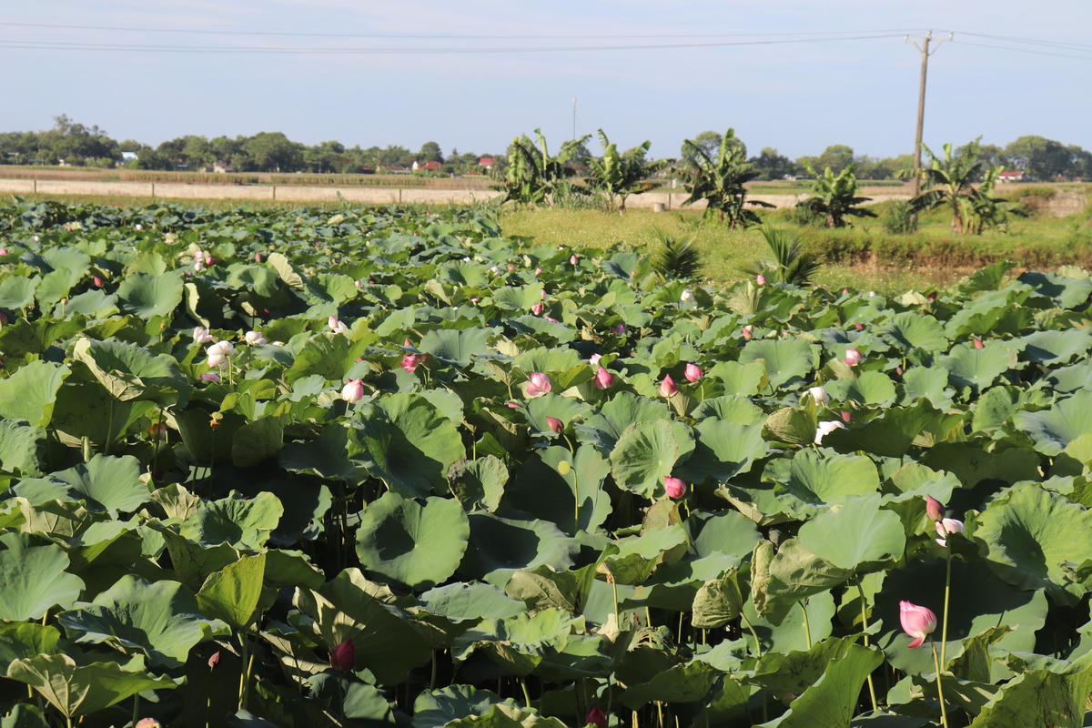 2 đầm sen nhà ông Tính cho thu nhập 150 triệu vào năm ngoái.