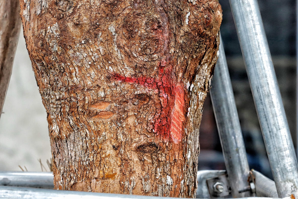 Cũng theo người dân sinh sống tại tuyến đường này cho biết, mấy hôm trước thấy có người đến đánh dấu đỏ vào thân cây, "có lẽ những cây này đã không còn khả năng sinh sống", người này nói.