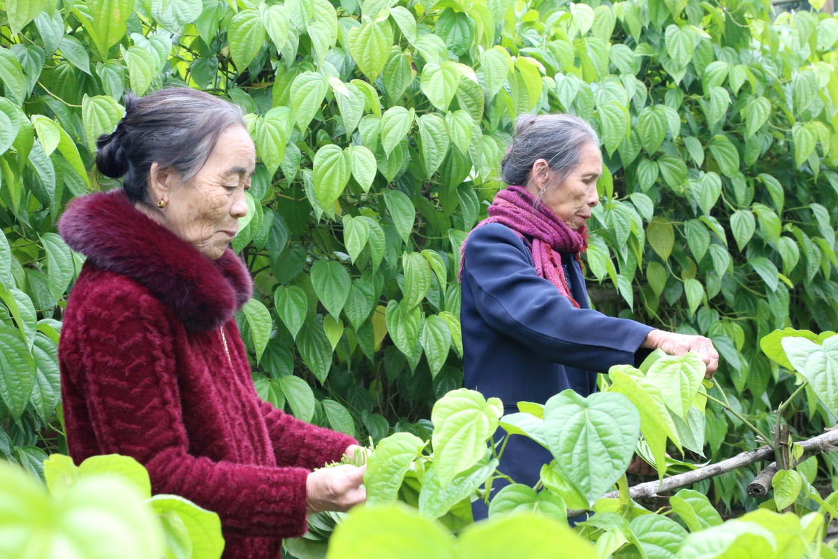 Gần Tết, mỗi hộ dân thu về trung bình từ 1,6 đến 2 triệu đồng/ngày.