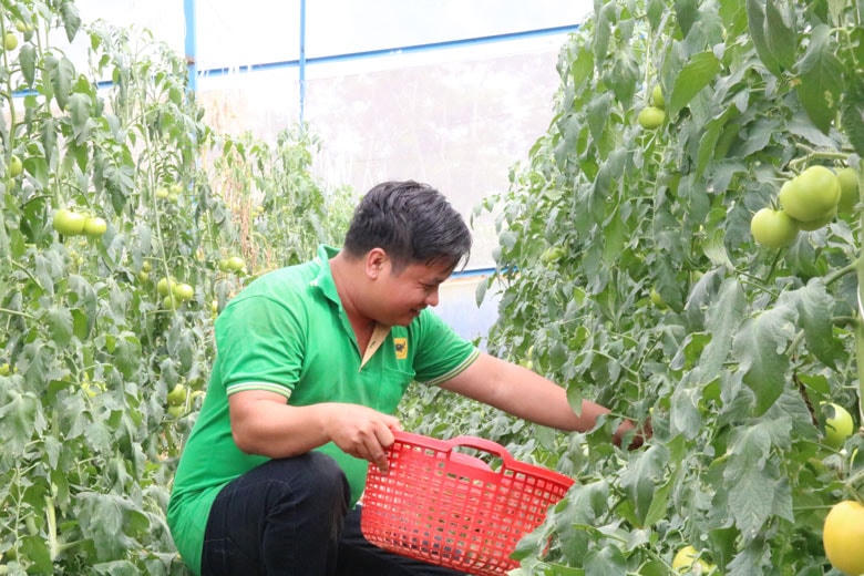Tỉnh Lâm Đồng thực hiện chuyển đổi cây kém hiệu quả, sang canh tác các loại cây trồng có giá trị kinh tế cao hơn trong thời gian tới.