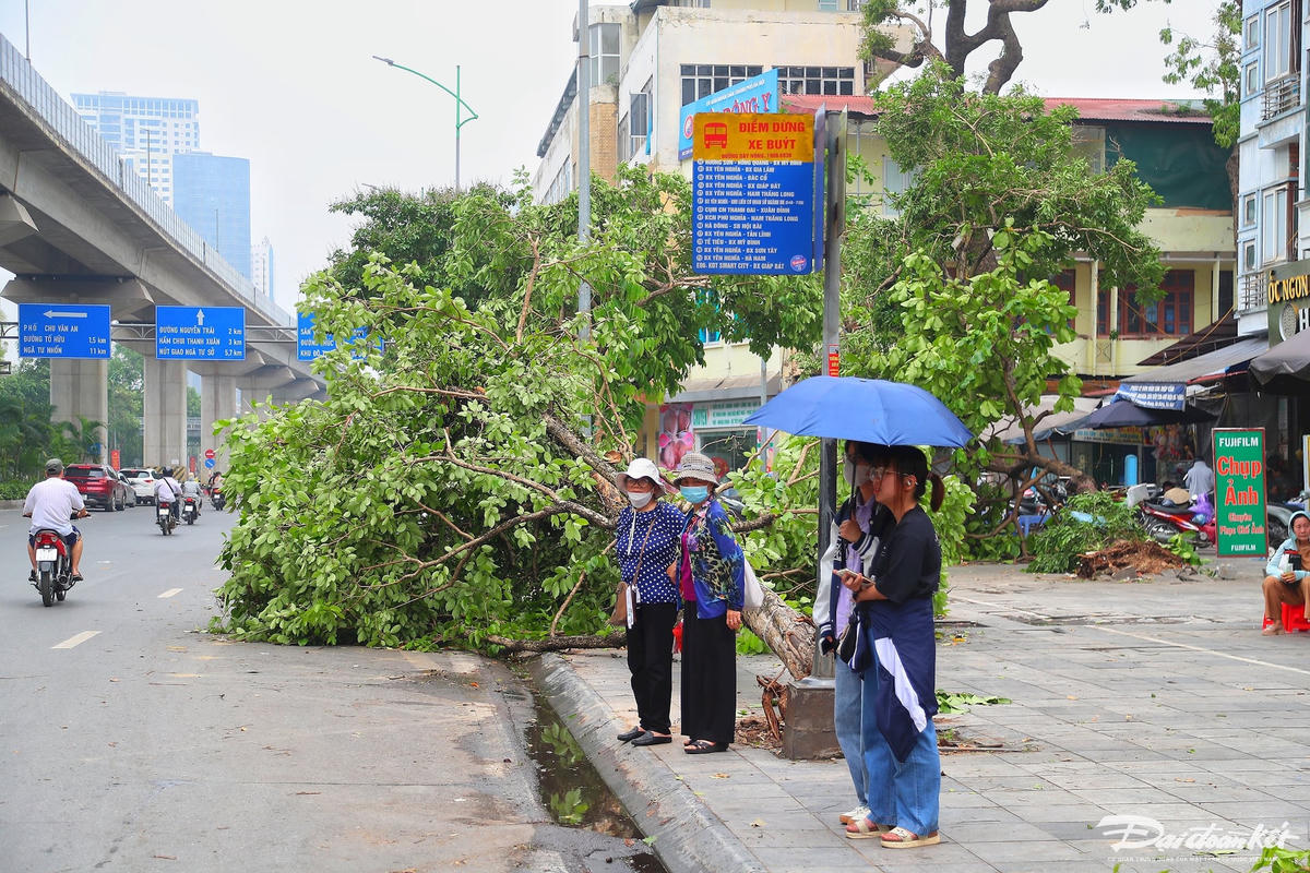 cay_do-le-khanh15.jpg