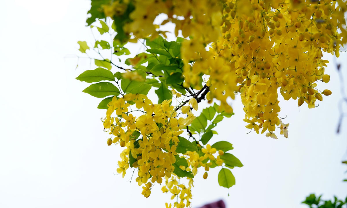 Loài hoa này nở cùng thời điểm với phượng đỏ, điệp vàng, bằng lăng tím, tạo nên những không gian sinh động, rực rỡ sắc màu. Ảnh: Cẩm Kỳ