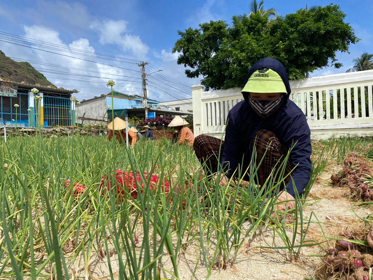 Người dân Lý Sơn đang thu hoạch hành tím.