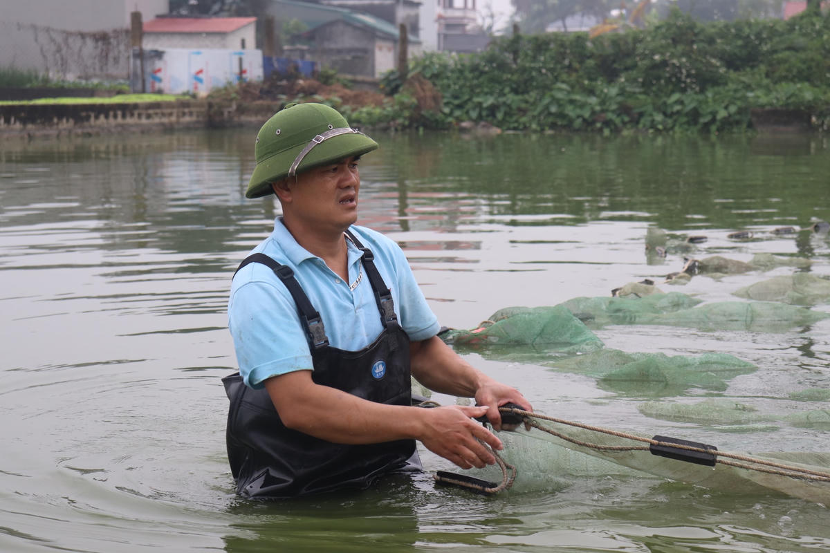 Chỉ còn một ngày nữa là đến 23 tháng Chạp - Tết ông Công, ông Táo. Vào ngày này, người dân thường cúng tiễn Táo quân bằng cá chép đỏ.