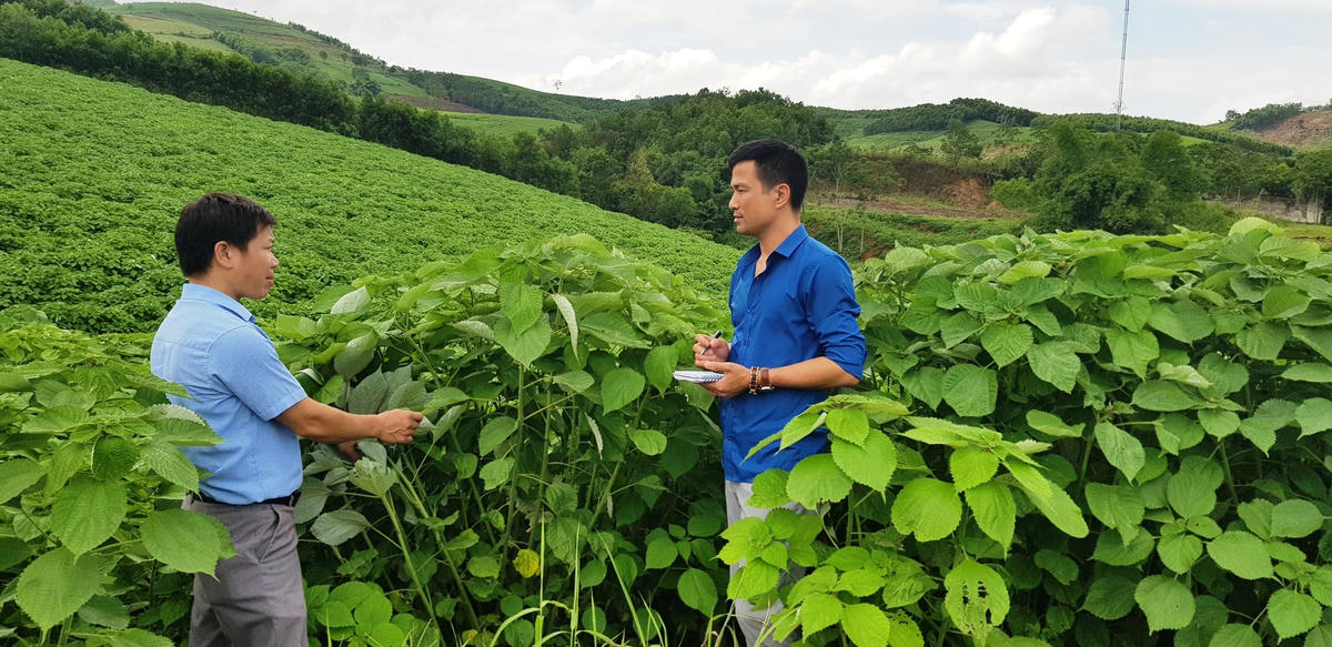 Cây gai đang mang lại cơ hội thoát nghèo và làm giàu cho người nông dân tại Thanh Hóa.