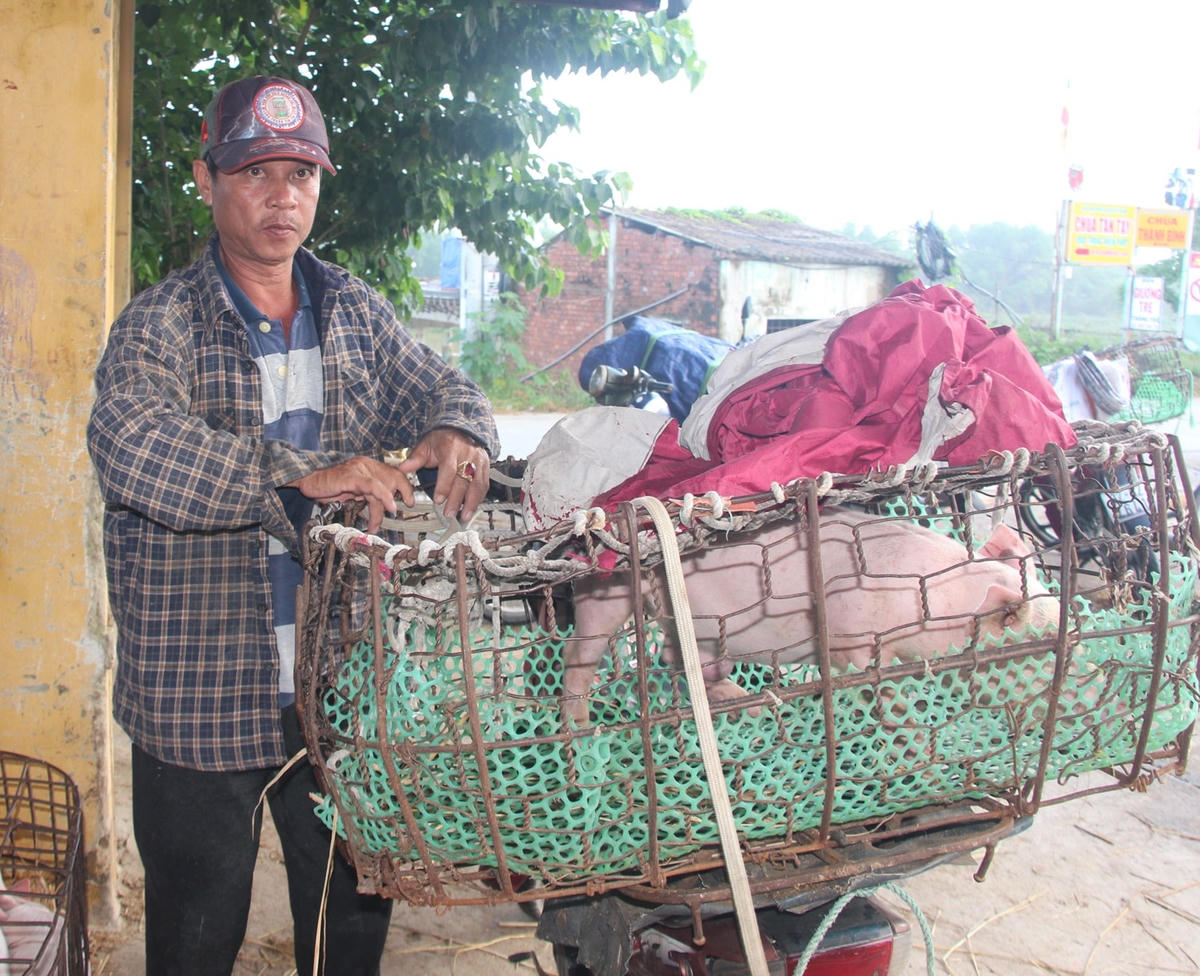 Người dân đem heo tới chợ để bán cho thương lái.