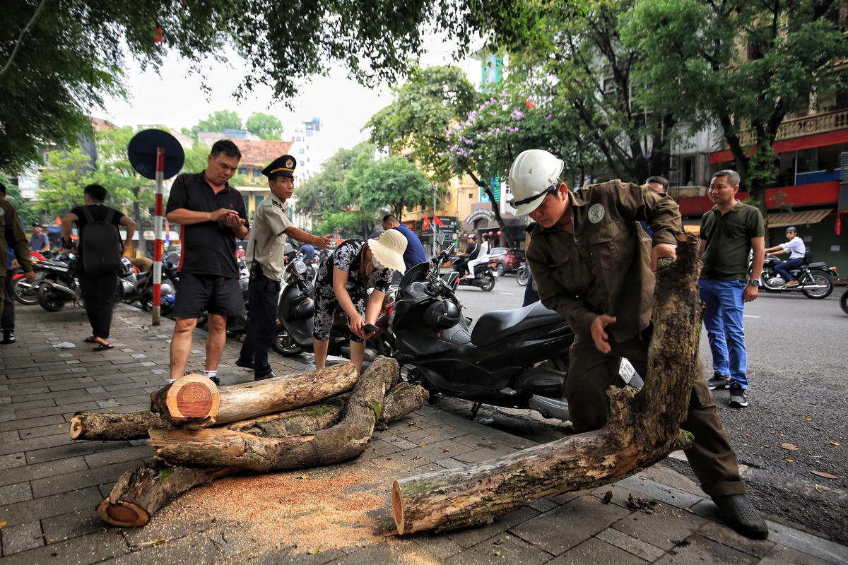 Theo Ban quản lý hồ Hoàn Kiếm, toàn bộ số gỗ sưa thu được sẽ được đưa về kho, chờ làm thủ tục thanh lý theo quy định.