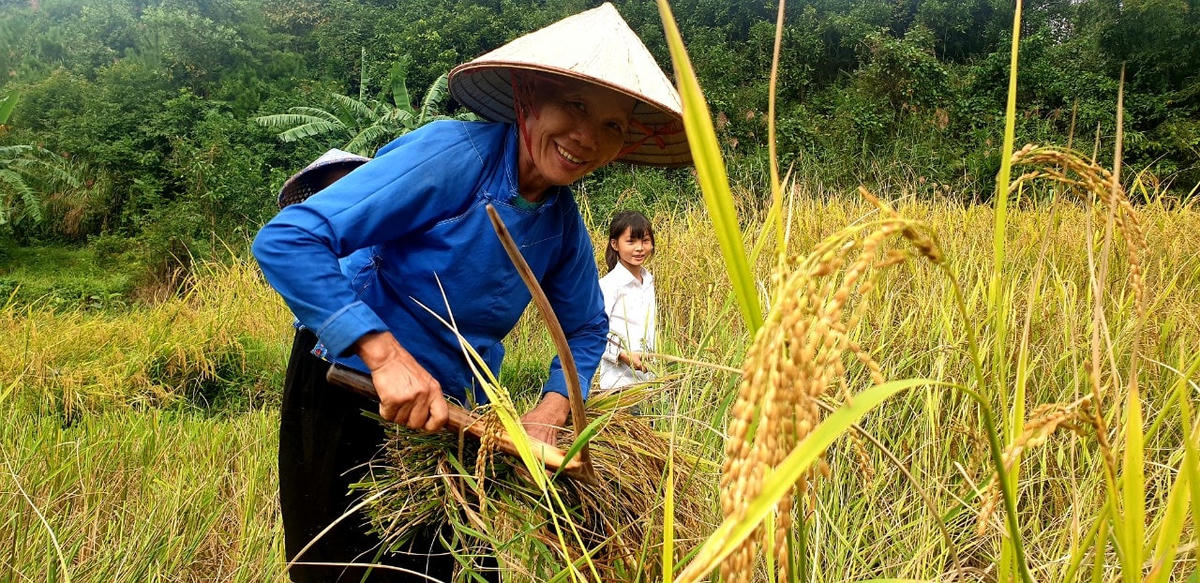 Việc của phụ nữ là gặt hái.