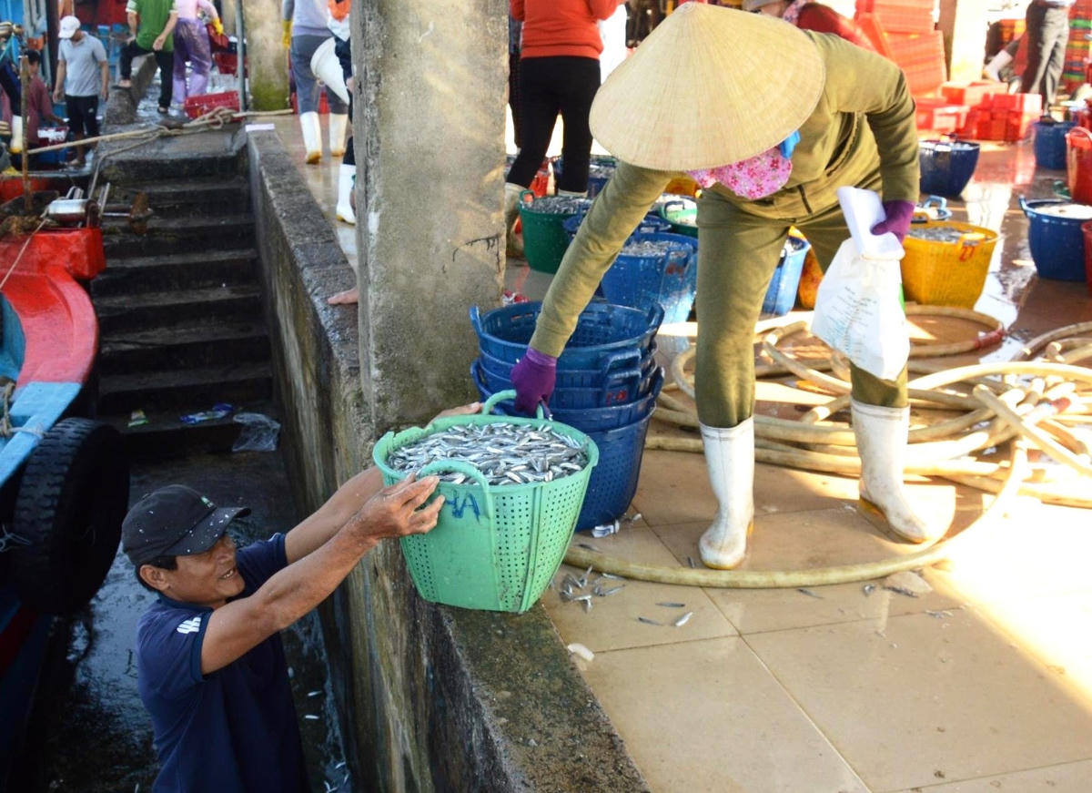 Những sọt cá cơm tươi rói được thương lái thu mua.